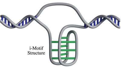 Uus DNA struktuur