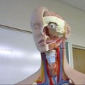 ВИДЕО | Испанская учительница учит детей анатомии, сделав учебным пособием... себя