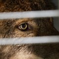 ГЛАВНОЕ ЗА ДЕНЬ: На Хийумаа волк напал на женщину, Европа изнывает от жары