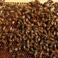 Mis päästaks Eesti mesilased?