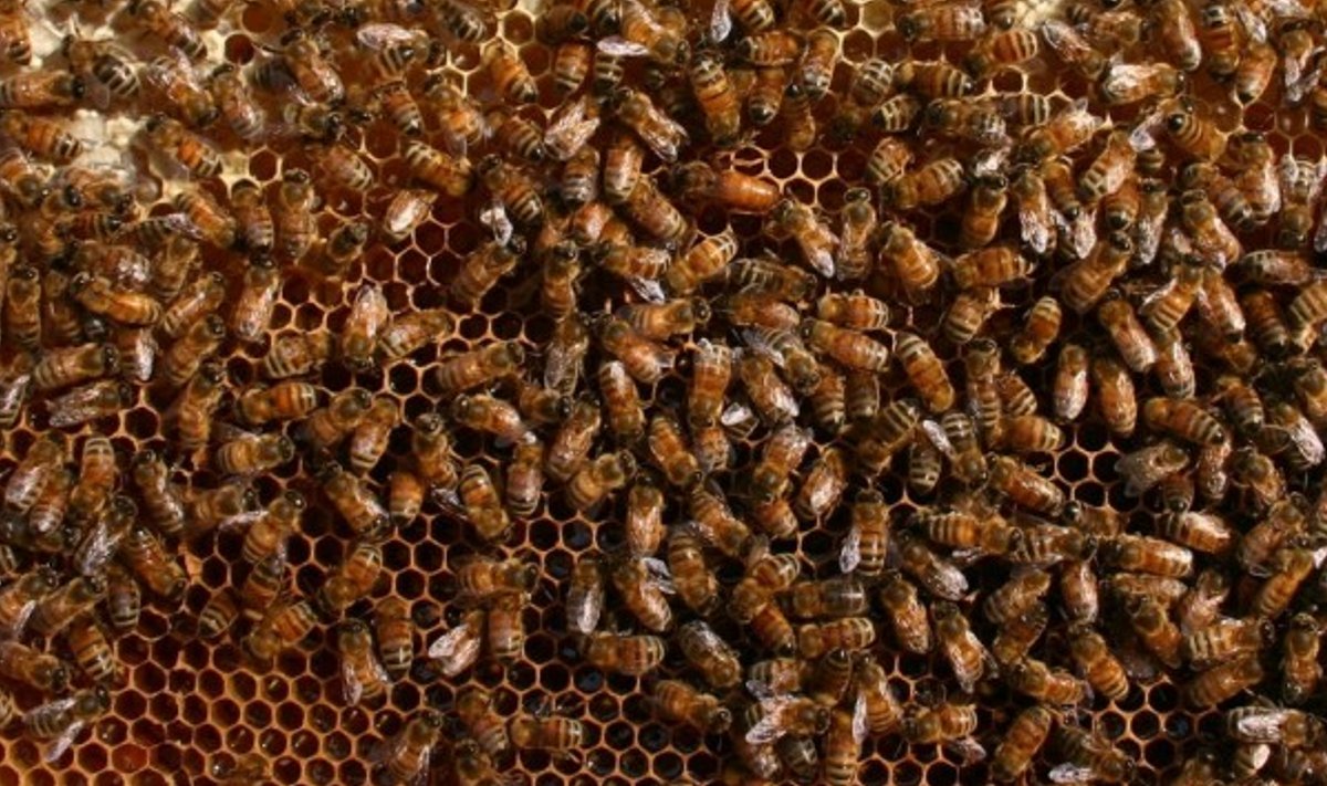Eelkõige peab mesinik ise oma mesilasperede olukorda jälgima.