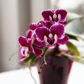 Чем прикормить орхидеи, чтобы лучше цвели: садоводы поделились поразительным лайфхаком