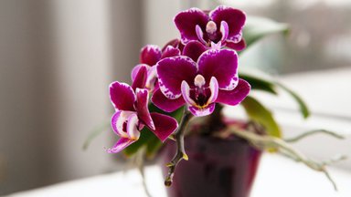 Чем прикормить орхидеи, чтобы лучше цвели: садоводы поделились поразительным лайфхаком
