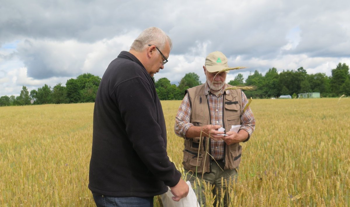 Saaremaa viljakasvataja Kaido Kirst ja ekspert Peeter Viil uurivad nisupõldu.