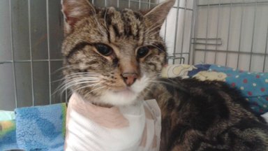 Kass Murri südamlik lugu: kuidas üks surma äärel olnud Saaremaa kass vabatahtlike toel taas elule aidati