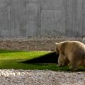 NUNNUD FOTOD | Vaata, kuidas Tallinna loomaaias lustib pühade ajal väike jääkarupoiss Aron