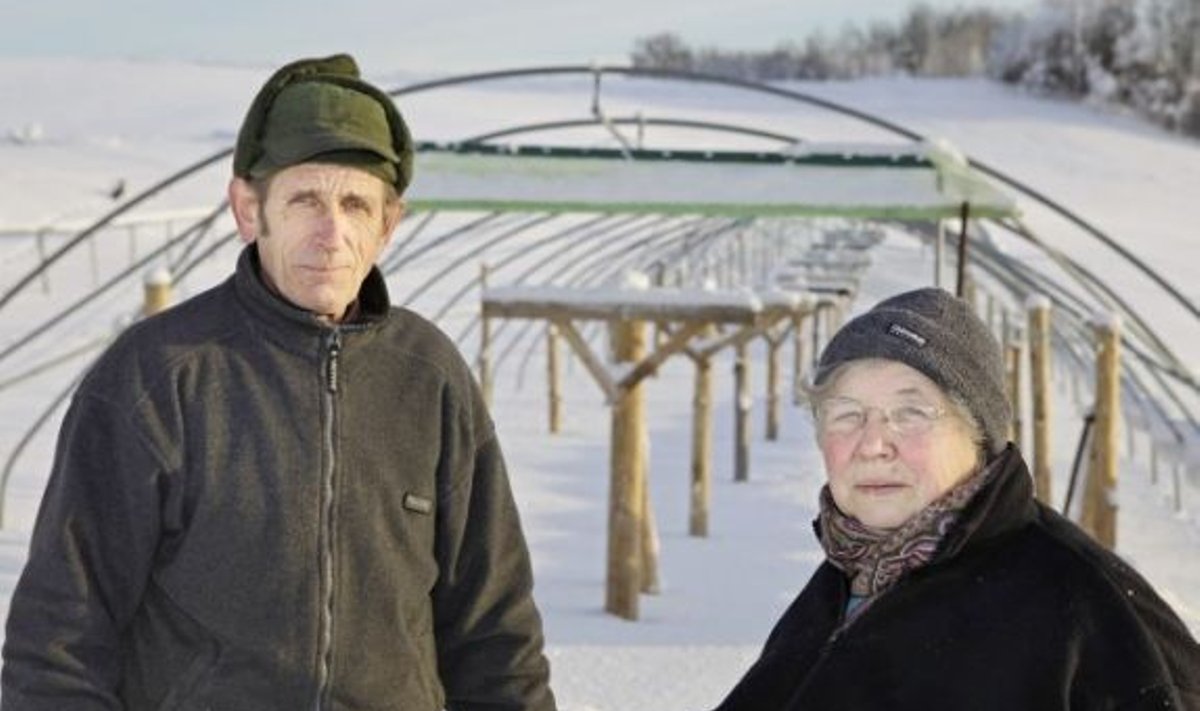Eesti ühed suuremad viinamarjakasvatajad Jüri ja Liia Kaska tegid mullu kopsaka investeeringu – ostsid Soomest uue kasvuhoone, et oma istandust laiendada.