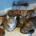 Неожиданный сюрприз: новый владелец квартиры получил „в подарок“ 27 кошек 