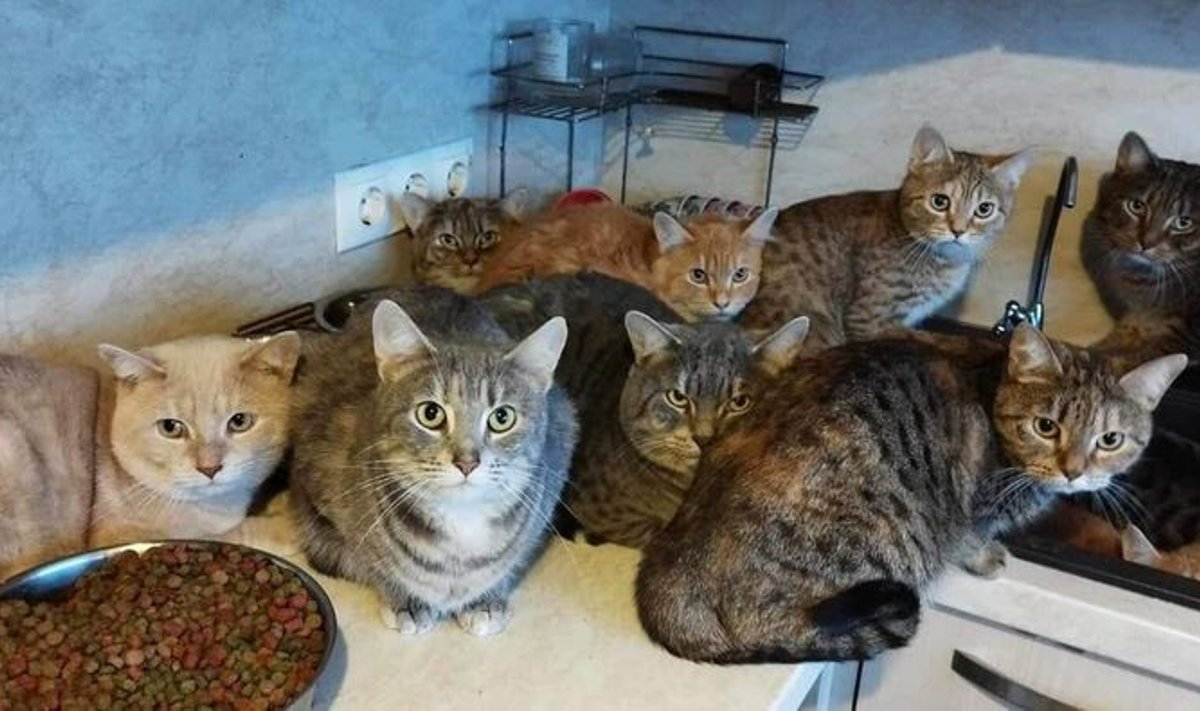 Покупатель квартиры обнаружил в ней 27 кошек