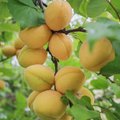 Puuviljakärbsed on suure osa Šveitsi aprikoosisaagist nahka pannud