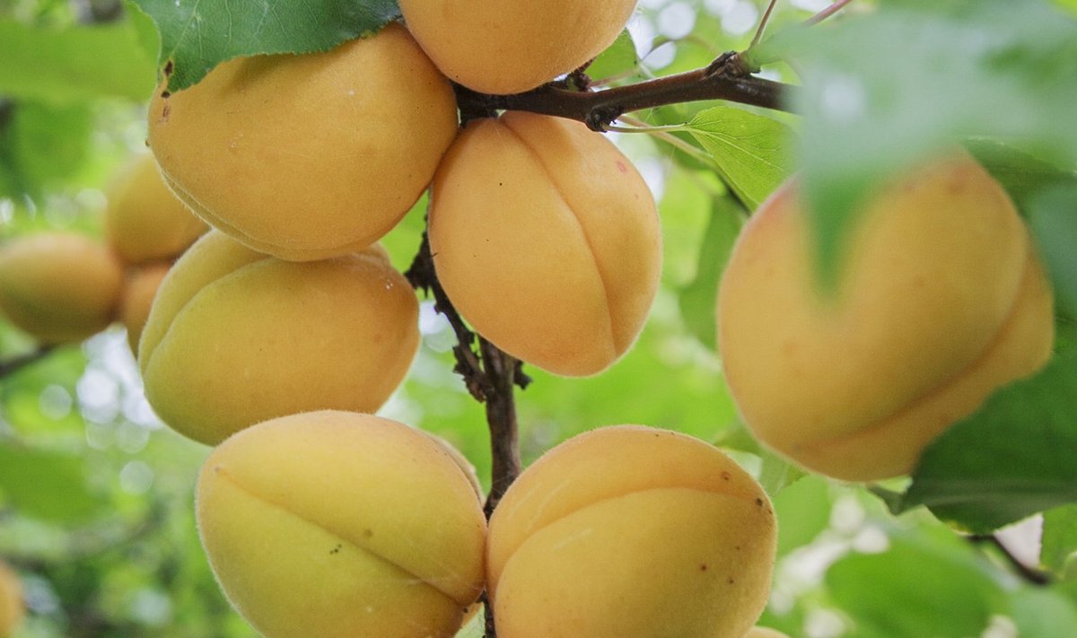 aprikoosid