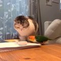 ВИДЕО | Эпичная битва попугая с котом веселит весь Интернет!