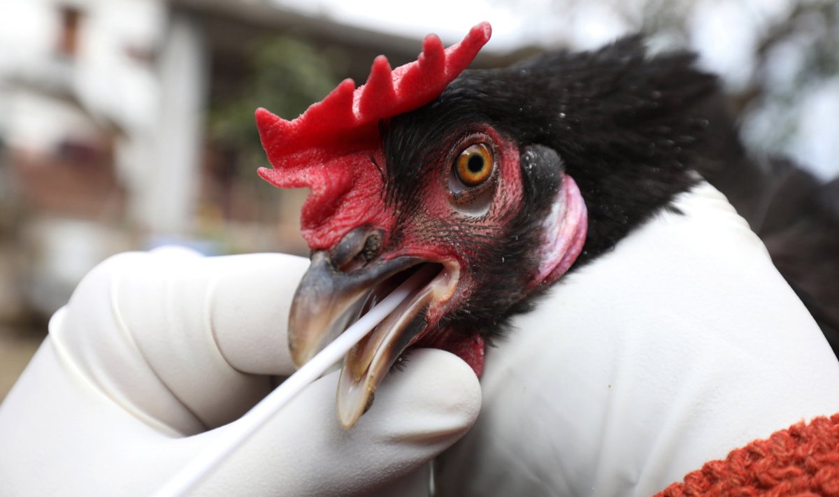 Illustratiivne pilt linnule tehtavast gripitestist (foto: EPA / Scanpix)