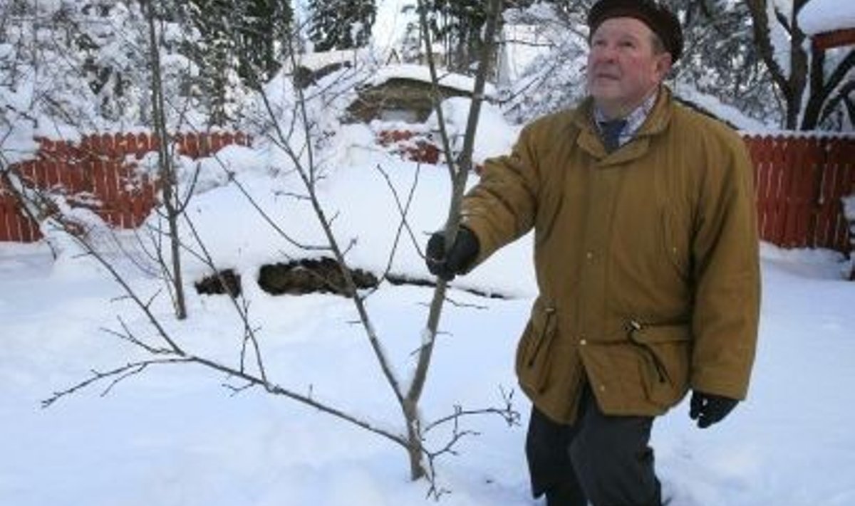 “Tallake lumi ümber viljapuu tihkelt vastu maad, siis pind jäätub läbi ja hiired ei pääse puutüve närima,” õpetab Eesti Aiandusliidu  tegevjuht Valdur Miller.