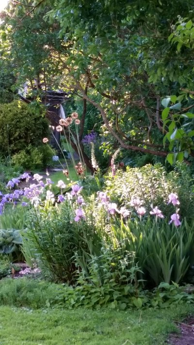 See on minu ema aia peenar. Iirised, hostad, floksid ja muud lilled on valitud valge-heleroosa-lilla värviskaalal.