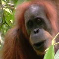 Teadlased leidsid uue orangutaniliigi ja see on juba hävimisohus