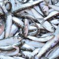 Vene impordikeeld puudutab Saaremaa kalandust vähe