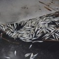 ФОТО | „Я не могу смотреть на это без слез“. Пруд в центре Нарвы стал местом массовой гибели рыбы