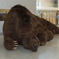 Почему русский медведь устроился на зимнюю спячку в Эстонском национальном музее?