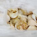 ФОТО и ВИДЕО: Tallegg оставляет непригодных цыплят умирать в мусорных контейнерах?