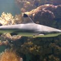 SKANDAALNE DROONIVIDEO | Inimesed ujuvad pahaaimamatult haidega kõrvuti