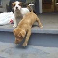 Nalja lausa pisarateni | humoorikad videoklipid koertest, kes trepiastmetest kohe kuidagi sotti ei saa