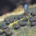 Tundmatud mustad putukad ratsuritähel
