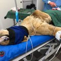 ФОТО: Львица из Таллиннского зоопарка оказалась на операционном столе из-за воспаления