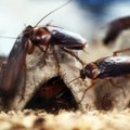 Hiinlased tahavad spetsiaalses "prussakavabrikus" kasvatada kuus miljardit putukat aastas