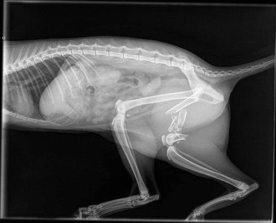 Kass Sabriina röntgenpilt. 