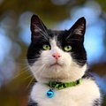 Sabriina lugu | Kass kaotas ühteaegu nii pere, kodu kui ka tervise: arstid päästsid aknast alla kukkunud ja eutaneerimisele viidud kodukassi