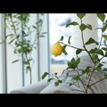 VIDEO: Tee ise! Geniaalsed nipid, kuidas kodus puu- ja köögivilju ning marju kasvatada!