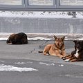 35 aastat metsikuid eluviise: Tšornobõli koerad otsivad siiski inimese lähedust