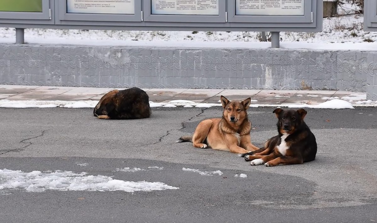 Tšornobõli metsikud koerad