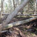 Leili metsalood | Metsaski murduvad esimestena haiged