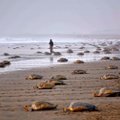 ФОТО | Опустевшими пляжами Индии воспользовались черепахи. Они отложили там около 60 миллионов яиц