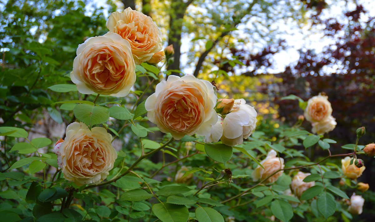 Vanamoodsad roosid, nagu see kaunitar Teasing Georgia,mis on Inglise roosiaretaja David Austini aretatud, on sellisel peol peategelasteks.