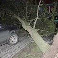 Autole murdunud puu tõi linnale kahjunõude