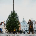 Рождественскую ель на Ратушной площади Таллинна установят раньше, чем в прошлом году 