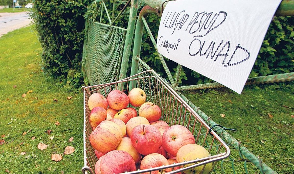 Tervisliku toituja valik – poes on õunad         odavamad kui turul, kuid lahkete aiaomanike käest saab ubinad üldse ilma rahata.