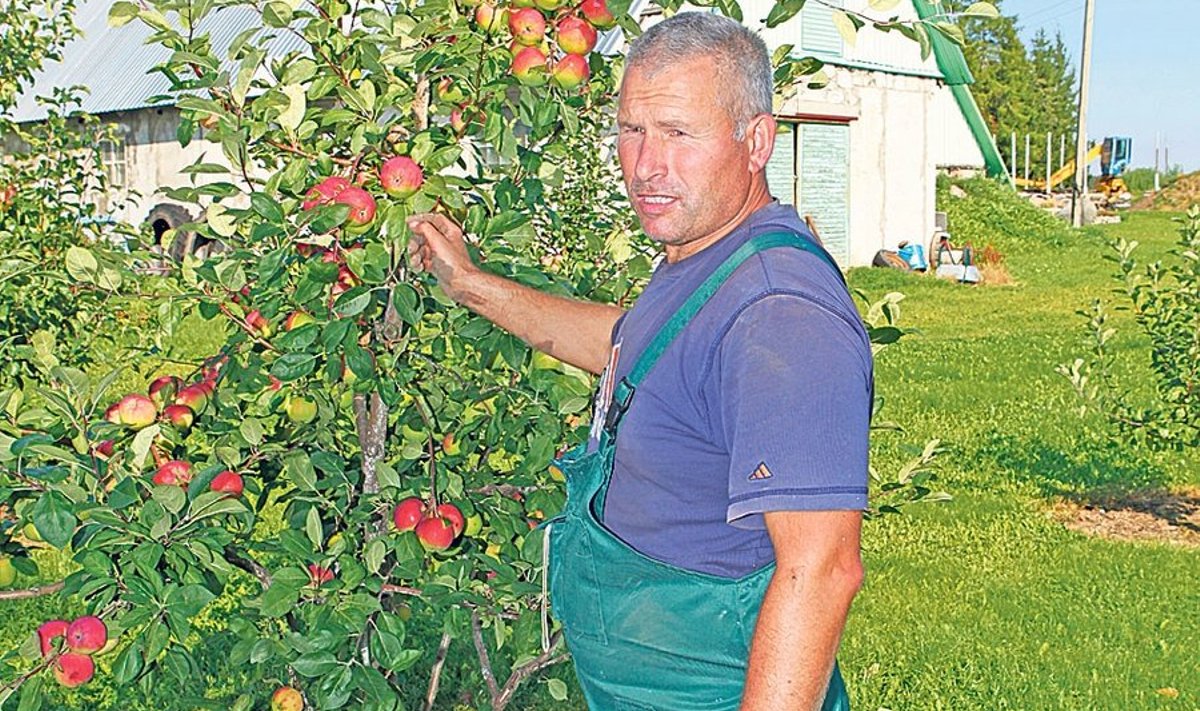 “Mul pole mõtet turule minna selliste sortidega, mida pakuvad  kõik teised,” selgitab Meelis Tiigemäe, miks Rebase talu aias  kasvab rikkalik valik Eestis vähelevinud õunasorte.