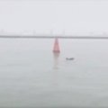 VIDEO | Haruldane vaatepilt: Läti sadamas märgati delfiini