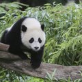 Tohoh! Taipei loomaaed süüdistab pandakaru tiinuse teesklemises