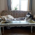 Naljakas KODUVIDEO | Täht on sündinud: Eesti koer esitas Queeni maailmakuulsast loost oma versiooni