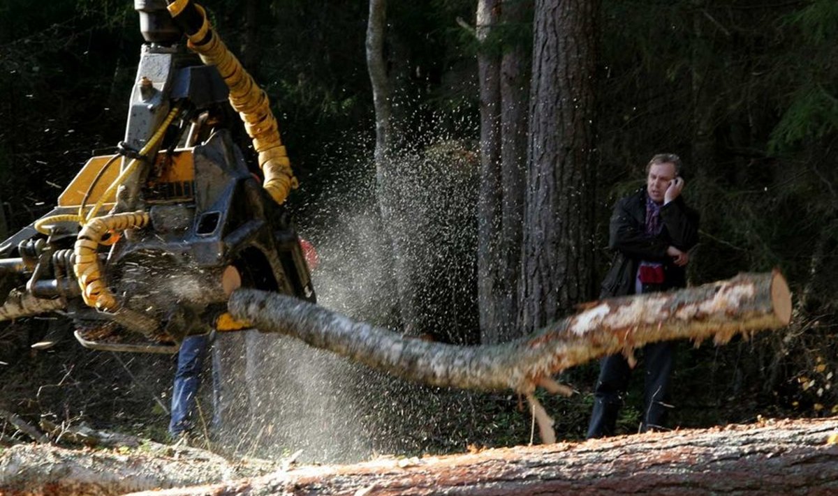 2007. aastal peatas tollane keskkonnaminister Suurupis metsaraie, sest sealt leiti haruldasi metsatüüpe ja linnuliike, näiteks händkakk ja kärbsenäpp. (Foto: Delfi)