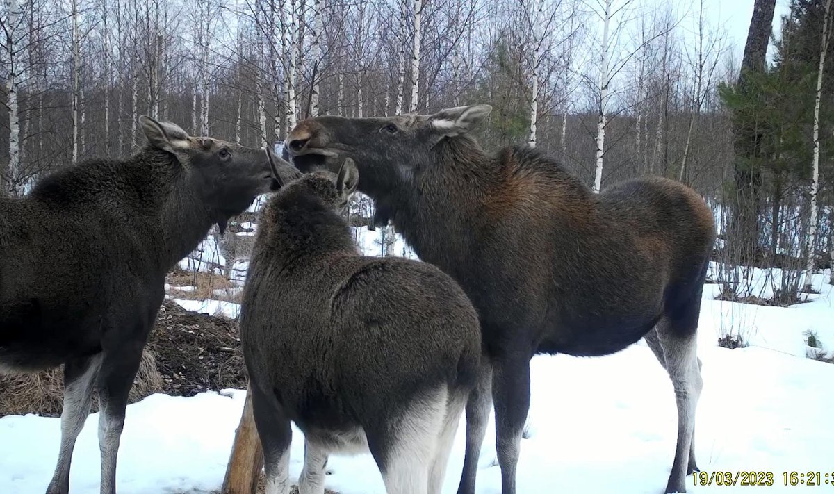 Soola lakkuvatele põtradele hiilis ligi külaline.