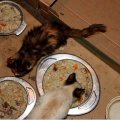 Õõvastav vaatepilt Viimsis: toatäis haigeid kasse söömas jubeda välimusega putru
