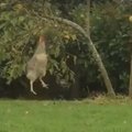 Naerutav VIDEO | Vaata, millisel kohmakal moel kana puu otsast õuna kätte saada üritab