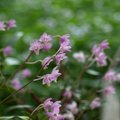 Tallinna Botaanikaaed kutsub vaatama kauneid orhideesid