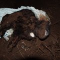ÕÕVASTAVAD FOTOD | Majaostja leidis külmkapist surnud kassid